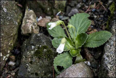 Haberlea rhodopensis alba